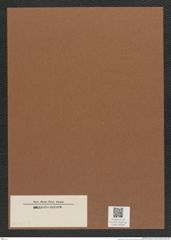 Diatomeae indet. Zeichnungen Sammlung Grunow Mappe 04166 (Herbarium_W_Grunow_drawings_Folder_04166)